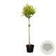 Ligustrum oval. 'Aureum' 80 cm stam 10L bol
