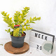 Ligustrum 'Vicaryi' 30-40 cm 3,0L