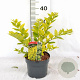 Ligustrum 'Vicaryi' 30-40 cm 3,0L