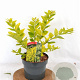 Ligustrum 'Vicaryi' 30-40 cm 3,0L