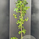 Liquidambar styraciflua 150-175 cm 10L