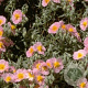 Helianthemum 'Rhodanthe Carneum' GM P9
