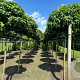 Liquidambar s. 'Gum Ball' 14-16 HO draadkluit 220 cm stam