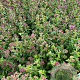 Origanum vulgare GM 2,0L