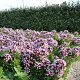 Origanum vulg. 'Compactum' GM P9