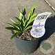 Agapanthus 'Dr Brouwer' 25-30 cm 3,0L