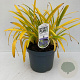 Agapanthus 'Leicester' 30-35 cm 7,5L