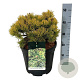 Pinus mugo 'Carsten's Wintergold' 30-40 cm 15L
