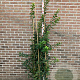 Lonicera fragrantissima 150-175 cm 20L
