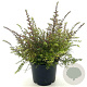 Lonicera nitida 30-35 cm 2,0L