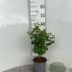 Lonicera xylosteum 30-40 cm 2,0L