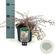 Lophomyrtus ralphii 'Little Star' 20-25 cm 2,0L