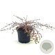 Lophomyrtus ralphii 'Little Star' 20-25 cm 2,0L
