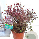 Lophomyrtus ralphii 'White Tiger' 80-100 cm 20L