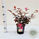 Loropetalum c. 'Fire Dance' 25-30 cm C1.5