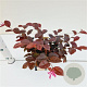 Loropetalum c. 'Fire Dance' 25-30 cm C1.5