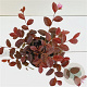 Loropetalum c. 'Fire Dance' 25-30 cm C1.5