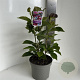Magnolia 'Cleopatra' 60-80 cm 5,0L