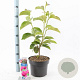 Magnolia 'Cleopatra' 60-80 cm 5,0L
