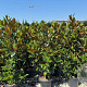 Magnolia grandiflora 125-150 cm 35L solitair