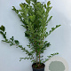 Magnolia loebneri 'Merrill' 150-175 cm 20L