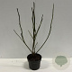 Magnolia soulangeana 60-80 cm 4,0L
