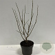 Magnolia stellata 40-60 cm 4,0L