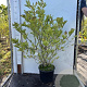 Magnolia stellata 80-100 cm 12L