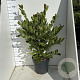 Magnolia stellata 80-100 cm 12L
