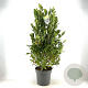 Magnolia stellata 90-120 cm 15L