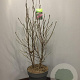 Magnolia 'Susan' 90-120 cm 15L
