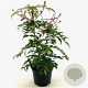 Mahonia 'Cabaret' 25-30 cm 3,0L