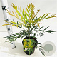 Mahonia confusa 'Nara-hiri' 25-30 cm 2,5L