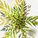 Mahonia confusa 'Nara-hiri' 25-30 cm 2,5L