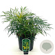Mahonia eurybracteata 'Soft Caress' 25-30 cm 3,0L
