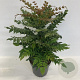 Mahonia media 'Winter Sun' 50-80 cm 12L