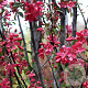 Malus Coccinella 250-300 cm cont. 150L meerstammig