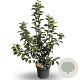Malus 'Evereste' 200-250 cm 18L