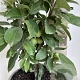 Malus 'Golden Hornet' 100-110 cm P27