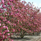 Malus 'Mokum' 10-12 HO draadkluit LEIVORM 200 cm stam