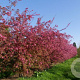 Malus 'Profusion' 150-175 cm 40L meerstammig
