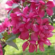 Malus 'Almey' 12-14 HO cont. 85L