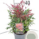 Nandina d. Obsessed 25-30 cm 2,0L