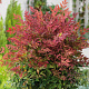 Nandina d. 'Pygmaea' 25-30 cm 2,0L