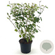 Neillia affinis 50-55 cm 3,0L