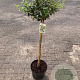 Osmanthus burkwoodii 80 cm stam 10L kroon