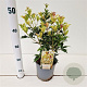 Osmanthus heter. 'Goshiki' 25-30 cm 2,5L