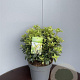 Osmanthus heter. 'Goshiki' 80 cm stam 10L bol