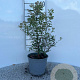 Spiraea jap. 'Anthony Waterer' 25-30 cm 2,0L