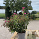Spiraea jap. 'Anthony Waterer' 25-30 cm 2,0L